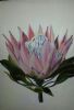 "Single Protea"