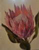 "Pienk Protea"