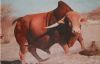 "Red Afrikaner ox"