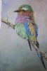 "Lilac Breasted Roller"