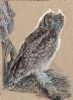 "Golden Light - Spotted Eagle Owl"
