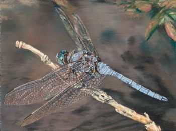 "Dragonfly III"