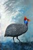 "Guinea Fowl #1"