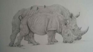 "Grazing Rinos "
