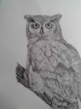 "Scouting Owl"
