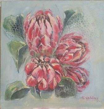 "Proteas"