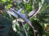 "Stainless Steel Strelitzia"