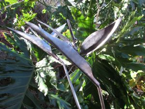 "Stainless Steel Strelitzia"