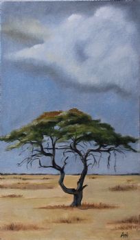 "Acacia Tree 01"