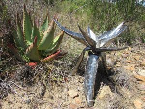 "Steel Aloe"