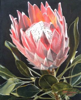 "Protea 2"