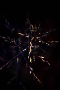 "Golden Grass"