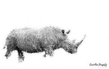 "Fragmented Rhino"