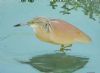 "Squacco Heron at Lake Panic"