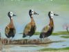 "3 White Faced Whistling Ducks"