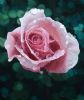 "Rose Drop"