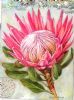 Pink King Protea, with Detail in Background V