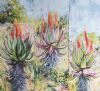 "Aloe Triptych"