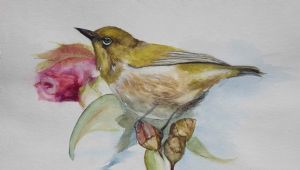 "Japanese White Eye "