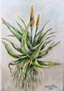 "Aloe Africana - Uitenhage Aloe"