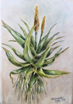 "Aloe Africana - Uitenhage Aloe"