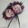 "Pink Proteas"