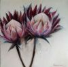 "Pink Proteas 2"