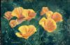 "Californian Poppies"