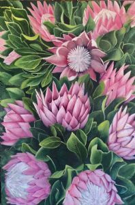 "Cape Proteas"