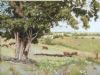 "Cows in Tsitsikamma Meadow"