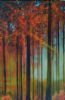 "Silent Splendour "