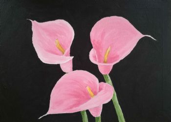 "Pink Arum Lilies"
