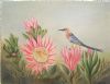 "Sugarbird and Coral Protea"