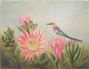 "Sugarbird and Coral Protea"