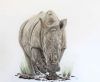 "Endangered White Rhino "