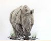 "Endangered White Rhino "