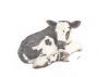 "Nguni Calf"