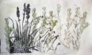 "Fynbos landscape with Aristea"