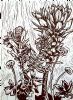 "Fynbos I Lino"