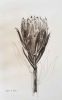 "Fynbos Ink Wash, 'Enough', Protea"