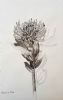 "Fynbos Ink Wash, 'Sufficient', Pincushion"