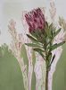 "Protea monotype, 'Provider' "