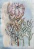 "Protea Sylvia (with Sea-Blue)"