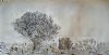 "Sugarbush (Protea Bush)"