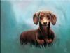 "Dachshund 1"