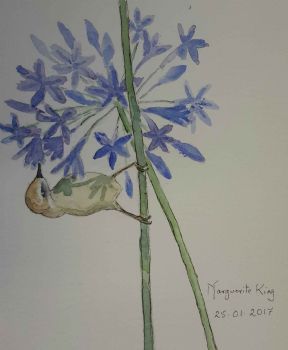 "Sunbird Feeding on Agapanthus "