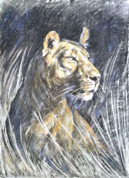 "Night Lioness"