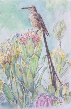 "Sugarbird"