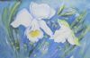 "White Orchid"