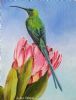 "Malachite Sunbird on Pink Ice Protea"